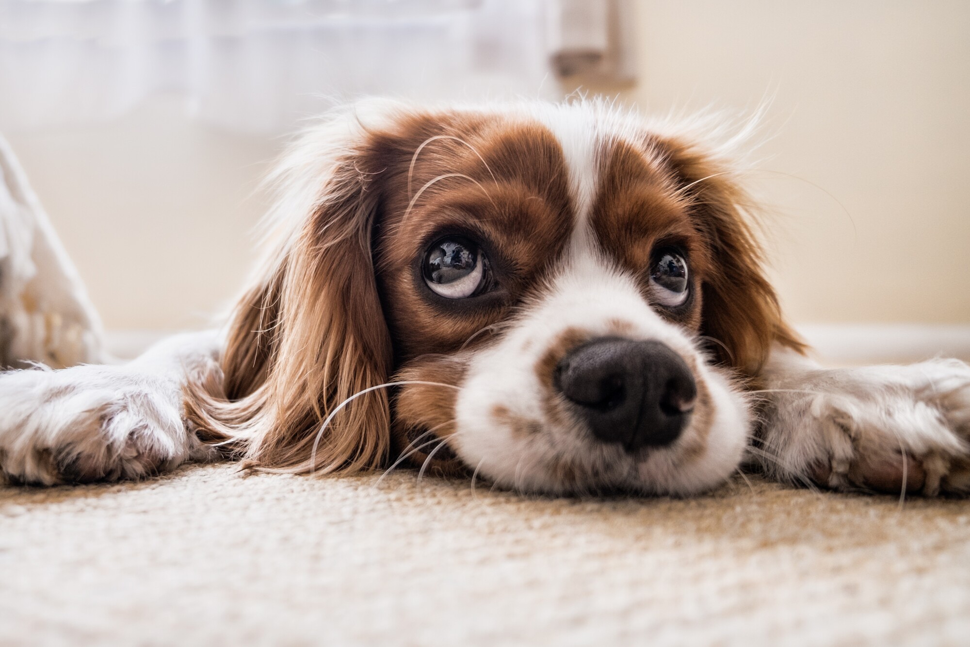 cleaning pet stains from carpet cleaning pet stains from carpet