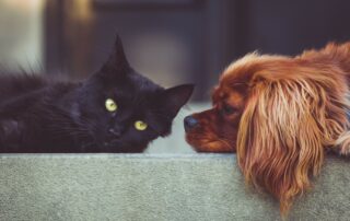 pet hair