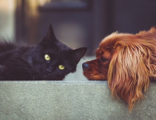 Pet Owners in Milwaukee: Keep Your Home Fresh with These Expert Cleaning Tips